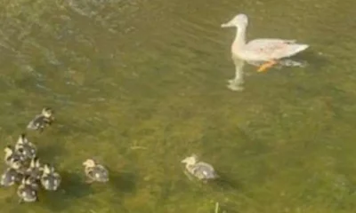 Boys kill ducks with catapults and leave multiple ducklings hurt on Sheppey, Kent | News UK