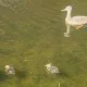 Boys kill ducks with catapults and leave multiple ducklings hurt on Sheppey, Kent | News UK