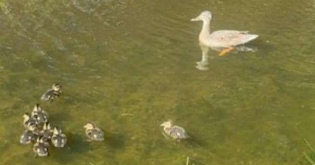Boys kill ducks with catapults and leave multiple ducklings hurt on Sheppey, Kent | News UK