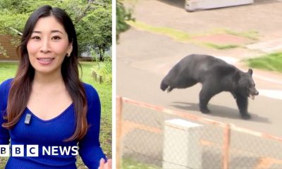 Japanese bear on the run after injuring four people