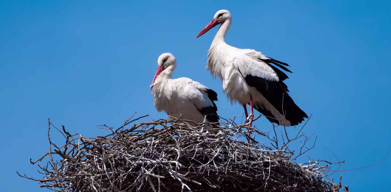 why introducing non-native species in rewilding projects can be a good idea
