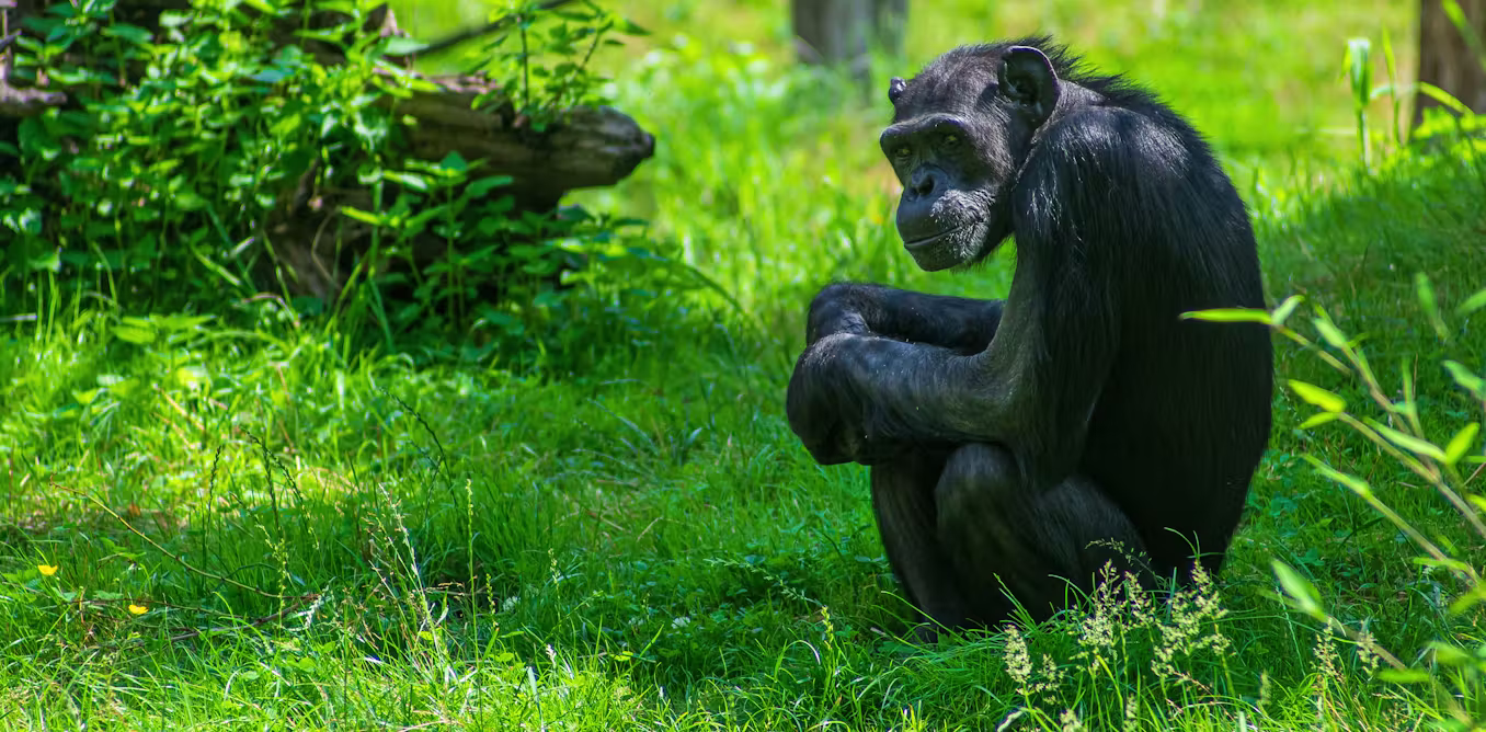 what we know about their cognition, cooperation and curiosity after two decades of research
