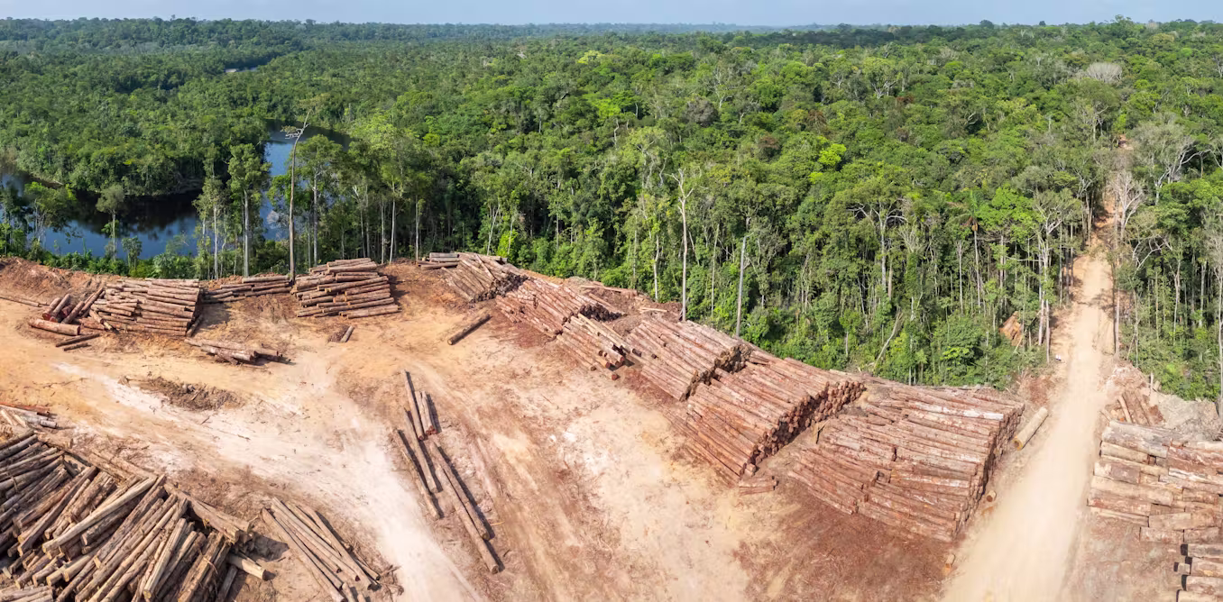 How positive tipping points may be the key to protecting tropical rainforests