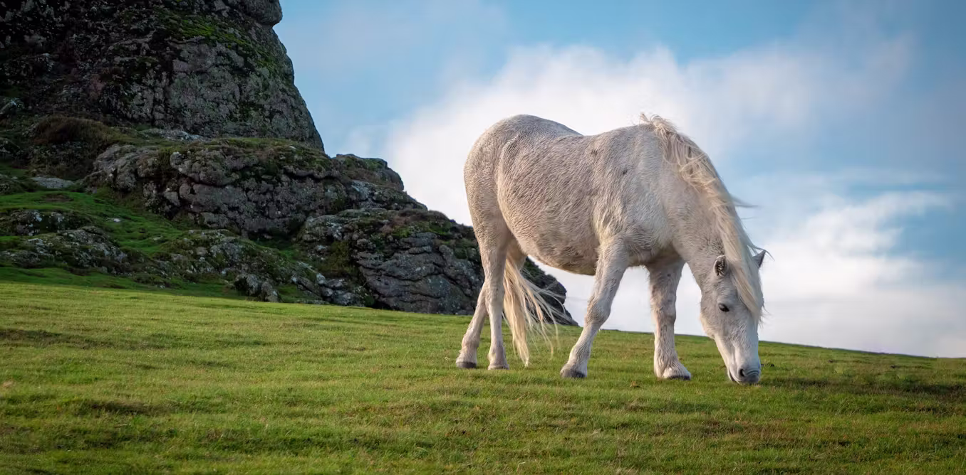 Claims of Dartmoor pony cull reignite row over how to save Britain’s moorlands