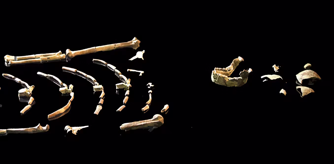 Three million years after Lucy walked upright in Africa, the inside story of another landmark journey
