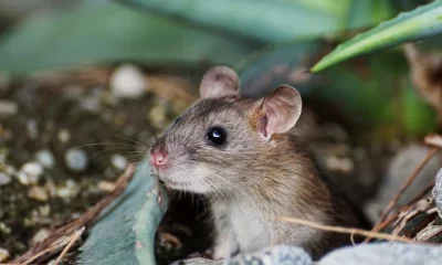 Come unstuck: why Britain’s glue trap laws need fixing