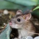 Come unstuck: why Britain’s glue trap laws need fixing