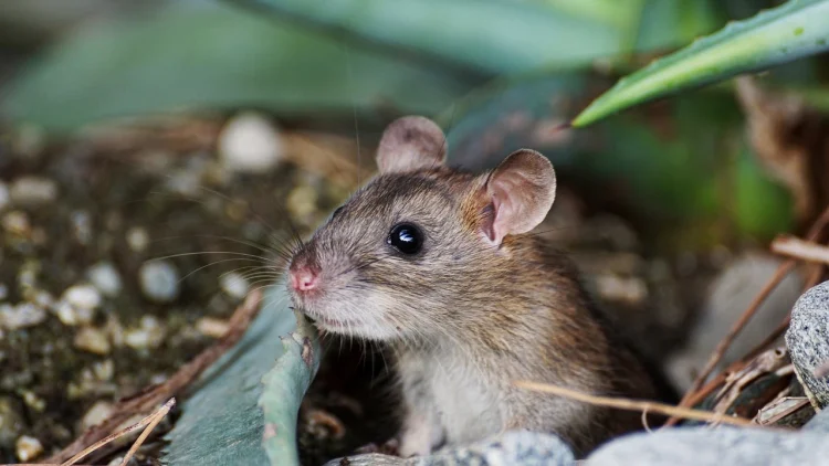 Come unstuck: why Britain’s glue trap laws need fixing