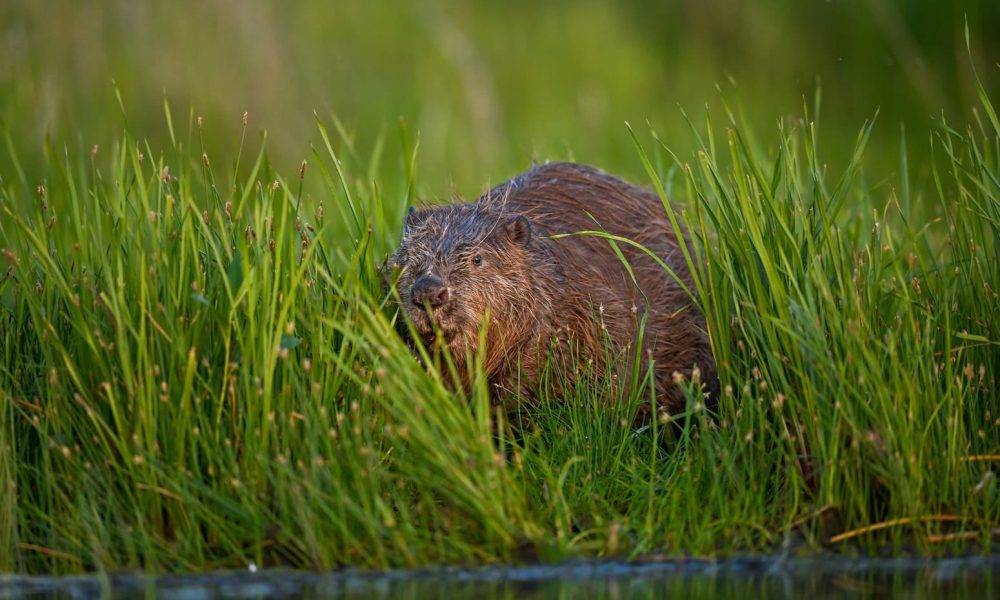 How beavers solved a flooding problem in west London