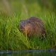 How beavers solved a flooding problem in west London