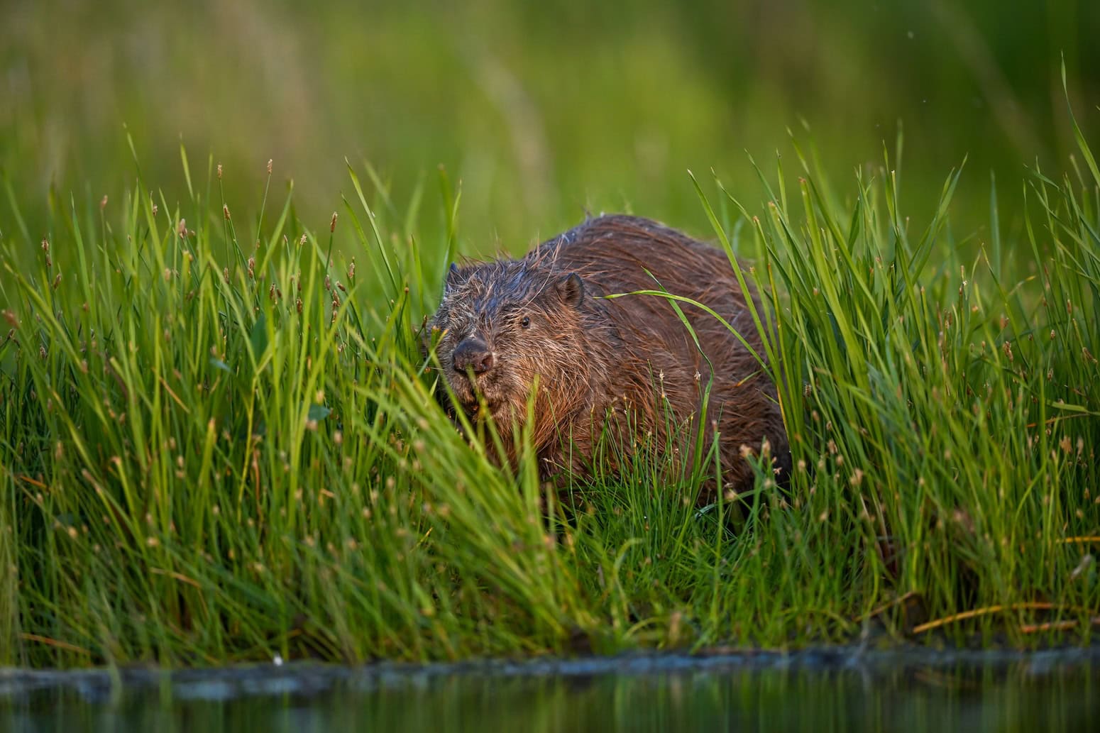 How beavers solved a flooding problem in west London