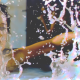 The Extremely R-Rated Sci-Fi Masterpiece Destroyed By Stallone Stink