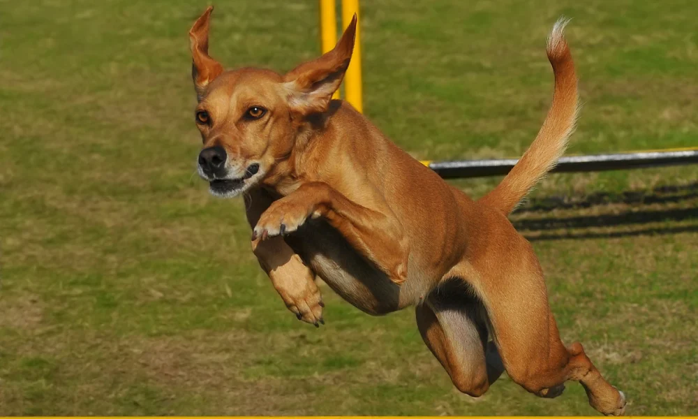 27 Attractive Low-Price Dividend Dogs To Buy In June