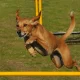 27 Attractive Low-Price Dividend Dogs To Buy In June