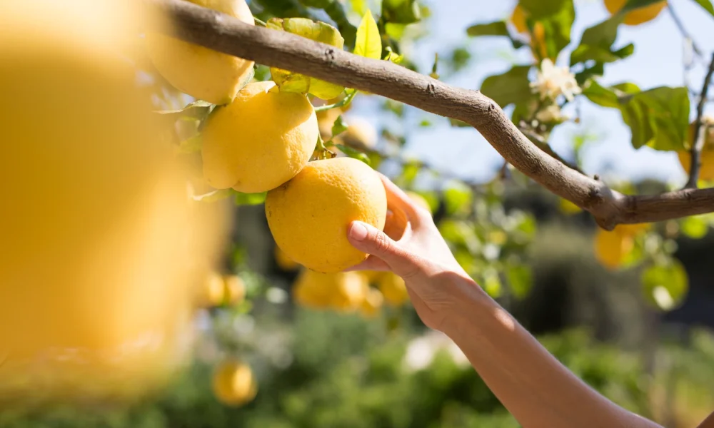 Limoneira: Hidden Land Value Is Real, But The Cash Flow Bridge Is Still Narrow