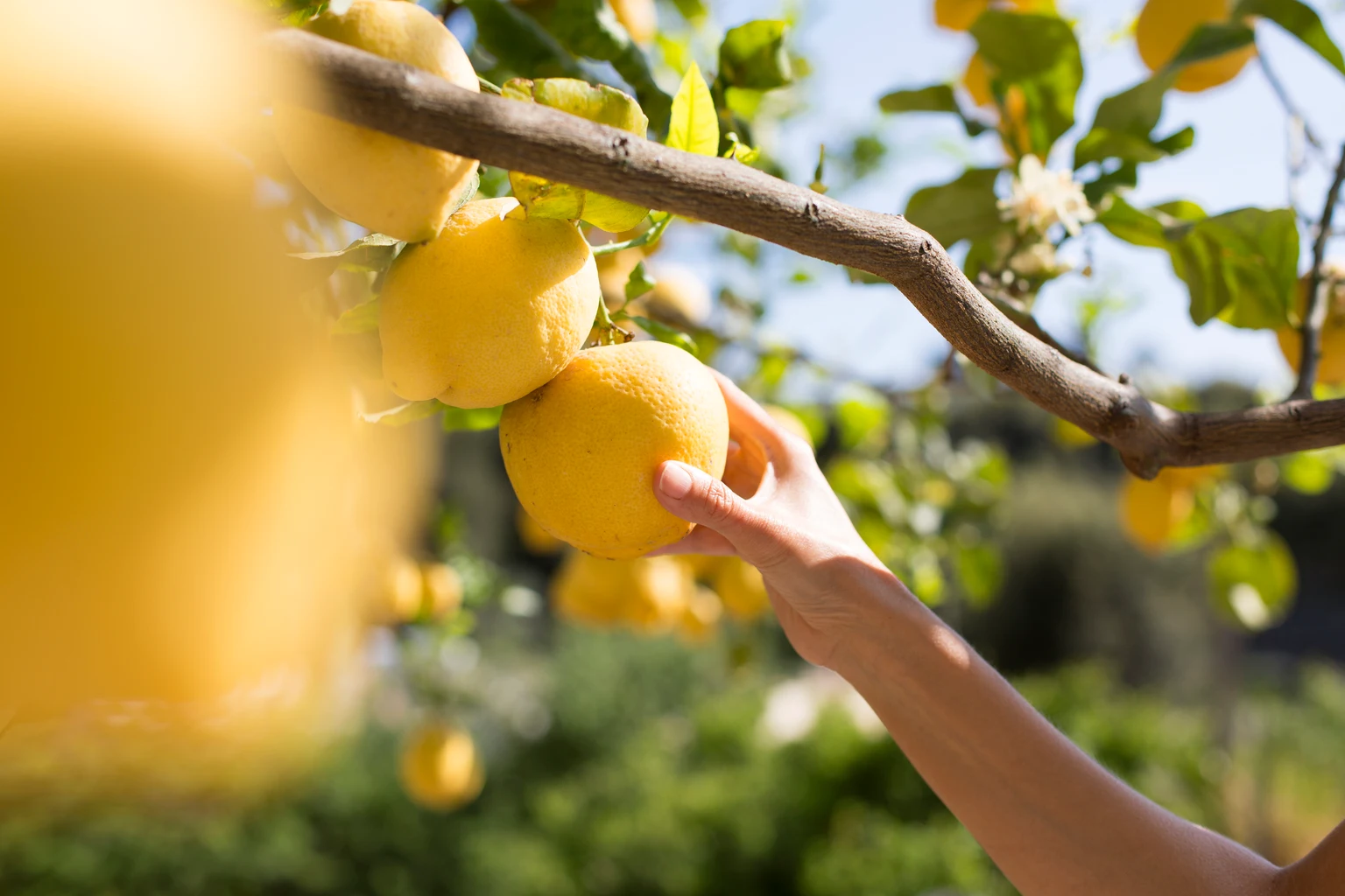 Limoneira: Hidden Land Value Is Real, But The Cash Flow Bridge Is Still Narrow
