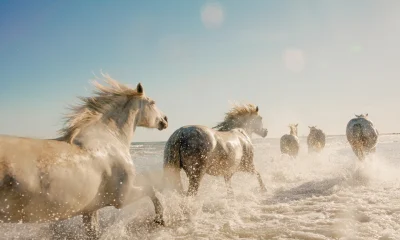 WhiteHorse Finance: Small Portfolio Improvements In Progress (NASDAQ:WHF)