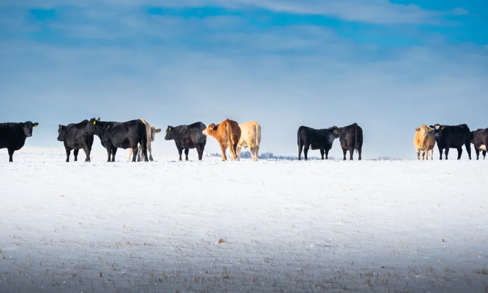 Catching A Falling Calf: A Contrarian Case For America's Beef Packers