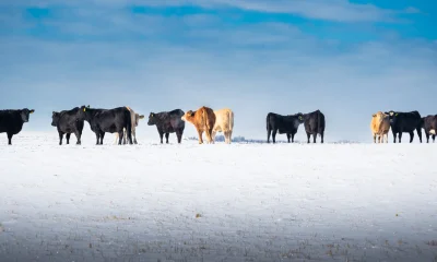 Catching A Falling Calf: A Contrarian Case For America's Beef Packers