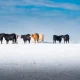 Catching A Falling Calf: A Contrarian Case For America's Beef Packers
