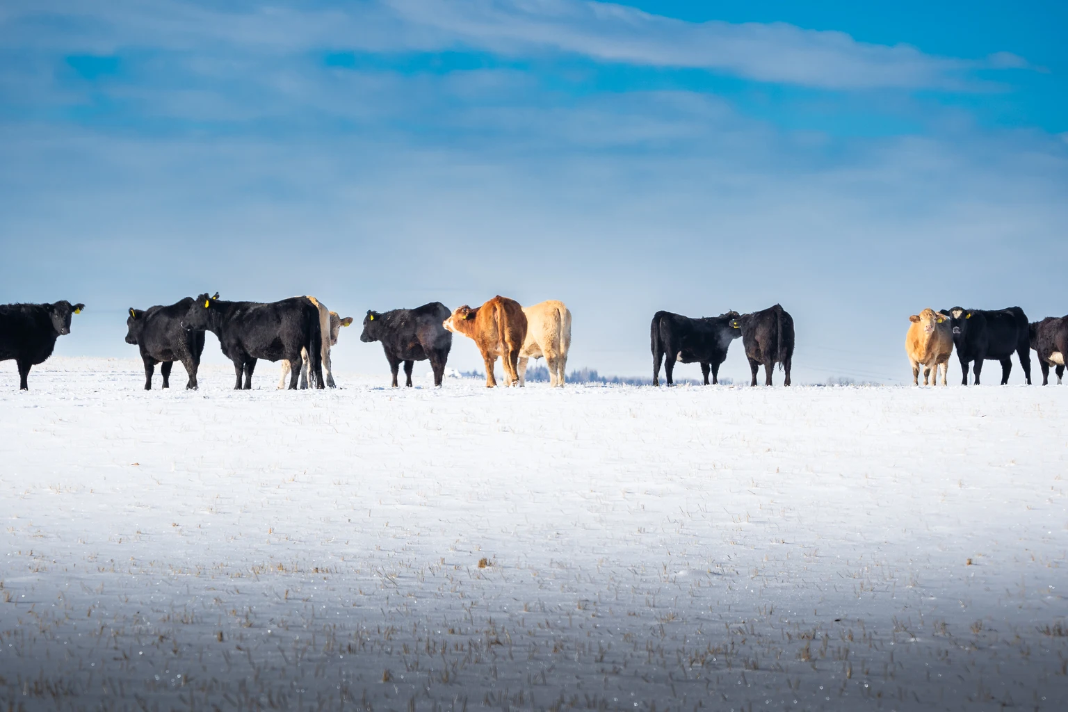 Catching A Falling Calf: A Contrarian Case For America's Beef Packers