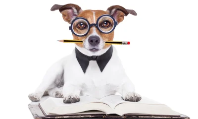 Readers Site 8 Ideal 'Safer' Dividend Buys In May