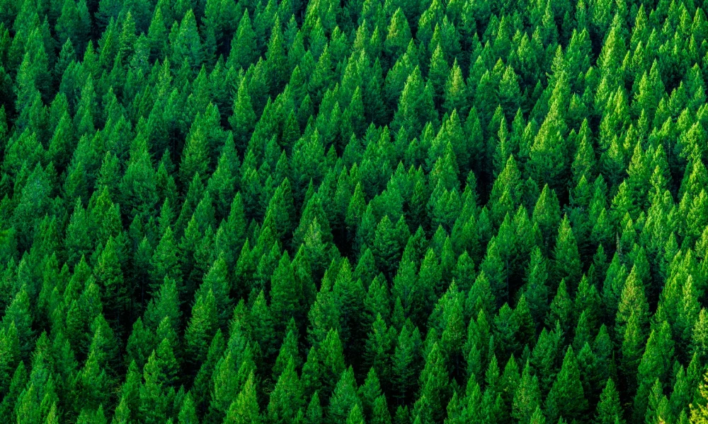 Bears Are Missing The Forest For The Tech Trees