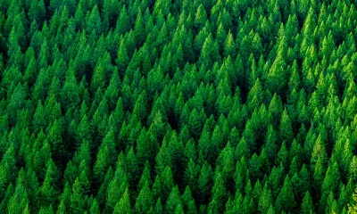 Bears Are Missing The Forest For The Tech Trees