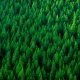 Bears Are Missing The Forest For The Tech Trees