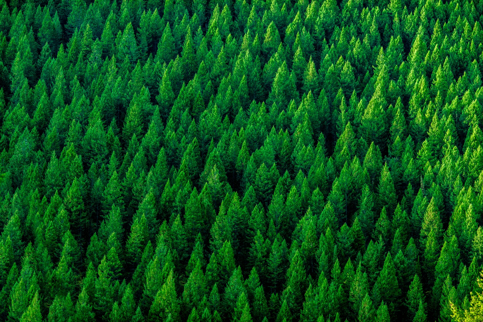 Bears Are Missing The Forest For The Tech Trees