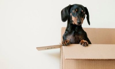 A black-and-tan dachshund in a brown cardboard box