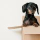 A black-and-tan dachshund in a brown cardboard box