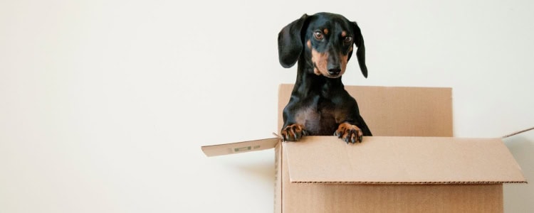 A black-and-tan dachshund in a brown cardboard box