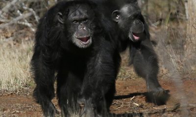 Humans and apes laugh in similar ways, study suggests