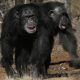 Humans and apes laugh in similar ways, study suggests