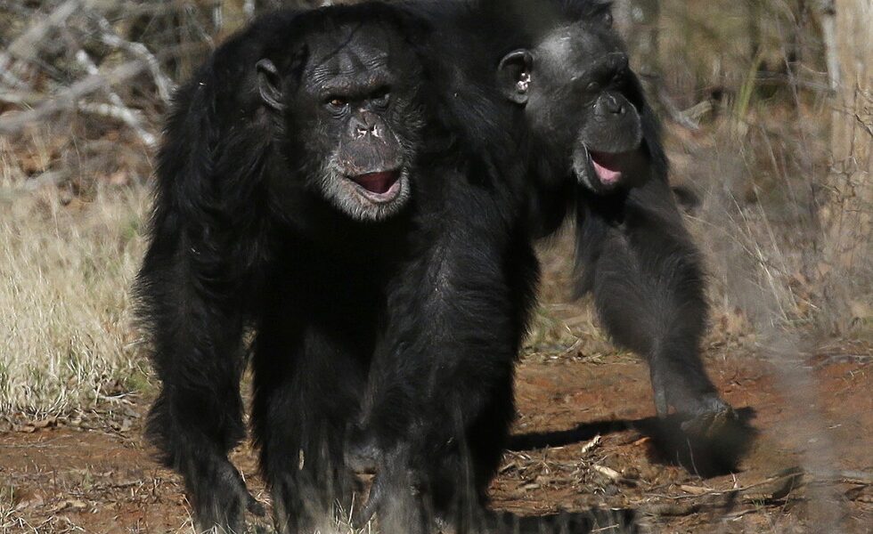 Humans and apes laugh in similar ways, study suggests