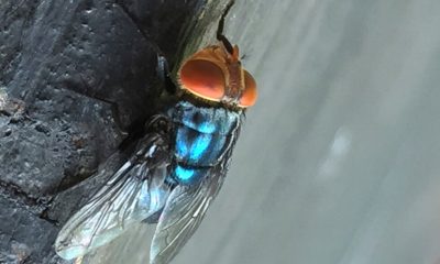 What to know about the New World screwworm fly, now in US