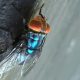 What to know about the New World screwworm fly, now in US