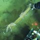 Underwater whale graveyard is home to jellyfish and bone-eating worms