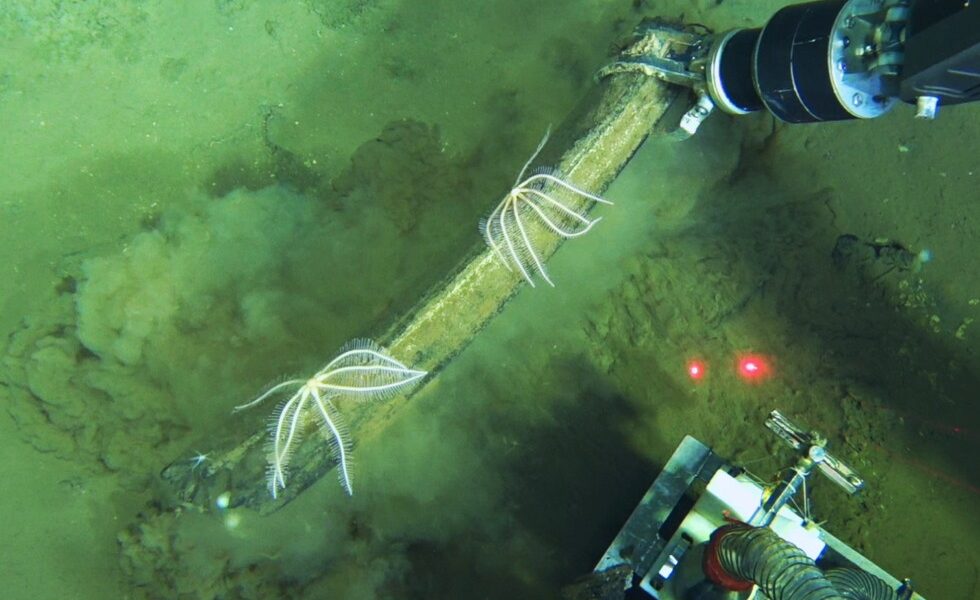 Underwater whale graveyard is home to jellyfish and bone-eating worms