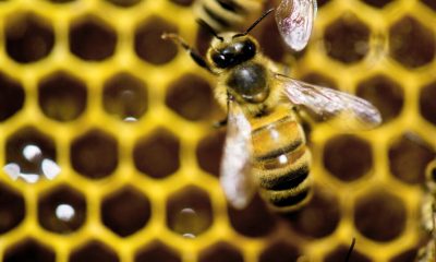 Worker bees build special wax cells that may help raise healthier queens, a study finds