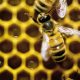 Worker bees build special wax cells that may help raise healthier queens, a study finds