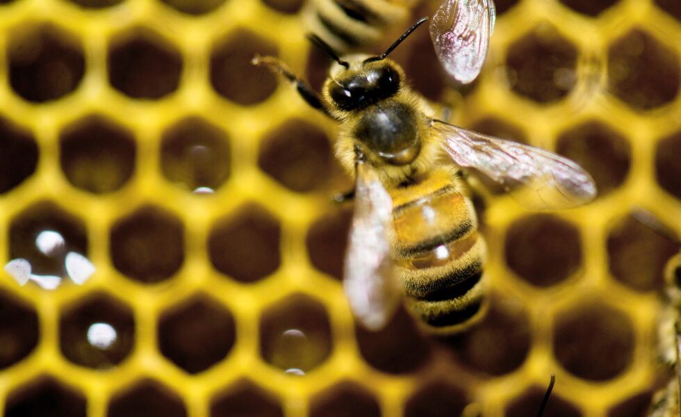 Worker bees build special wax cells that may help raise healthier queens, a study finds