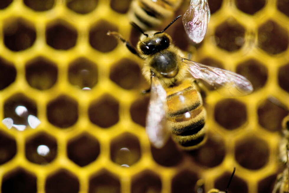 Worker bees build special wax cells that may help raise healthier queens, a study finds