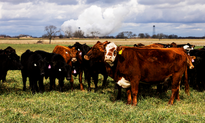 US beef prices may not drop until 2029 as cattle herd hits 72-year low
