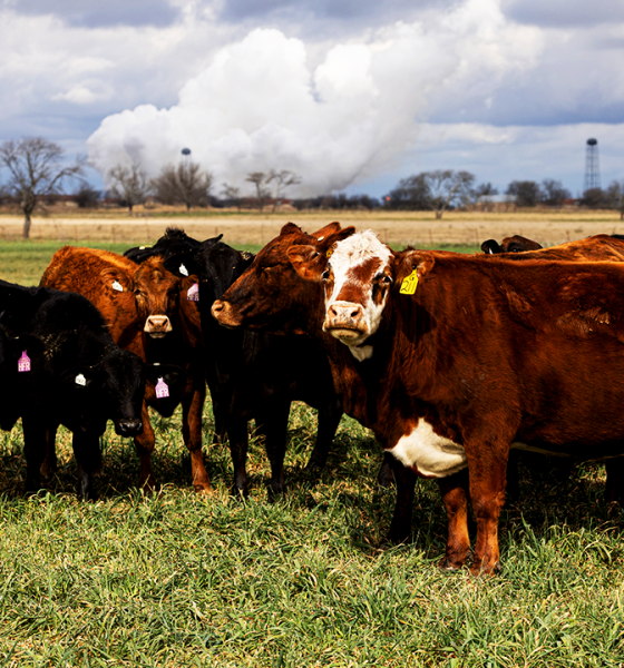 US beef prices may not drop until 2029 as cattle herd hits 72-year low