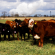 US beef prices may not drop until 2029 as cattle herd hits 72-year low