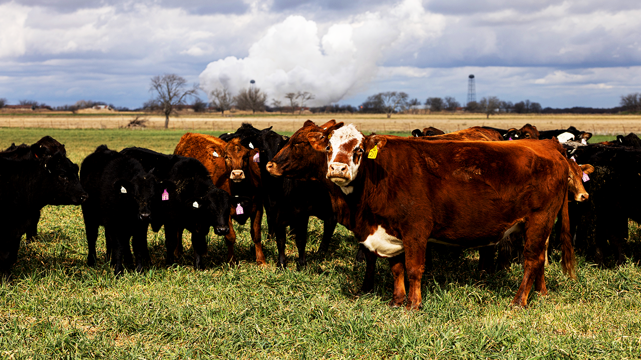 US beef prices may not drop until 2029 as cattle herd hits 72-year low