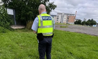 Dog found 'burned' in 'most distressing case of animal cruelty' in Dublin suburb | News World