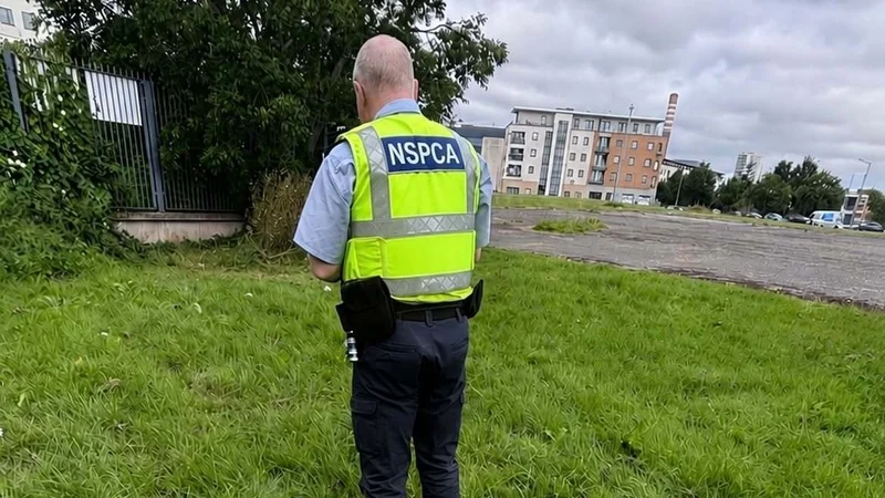 Dog found 'burned' in 'most distressing case of animal cruelty' in Dublin suburb | News World